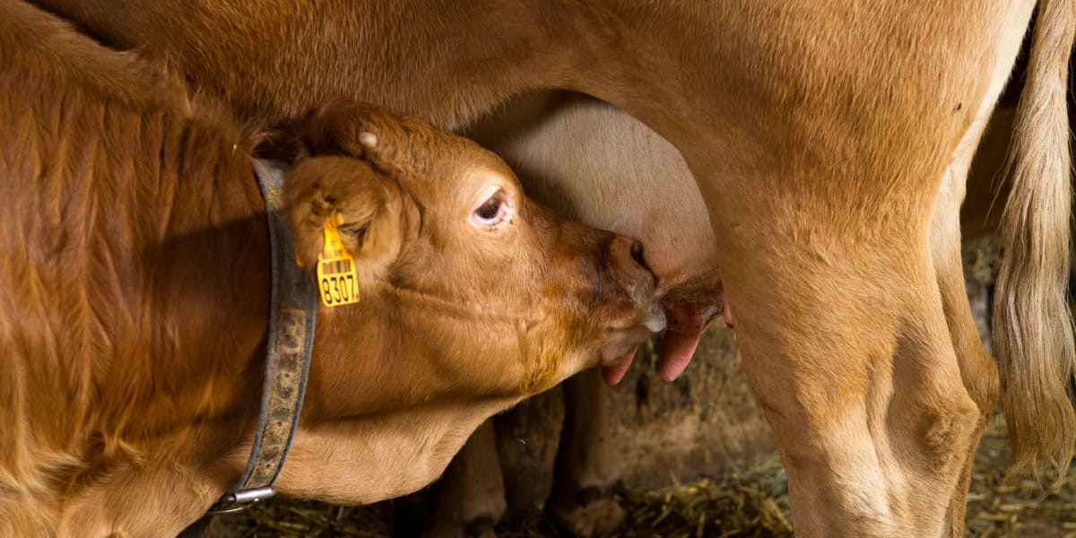 veau de lait